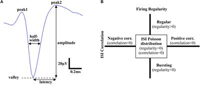 Intraoperative Microelectrode Recordings in Substantia Nigra Pars Reticulata in Anesthetized Rats